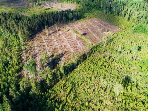 A closer look at the Commission’s proposed Regulation on deforestation-free products