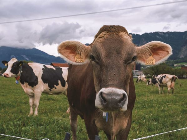 Transboundary animal diseases – where to begin?