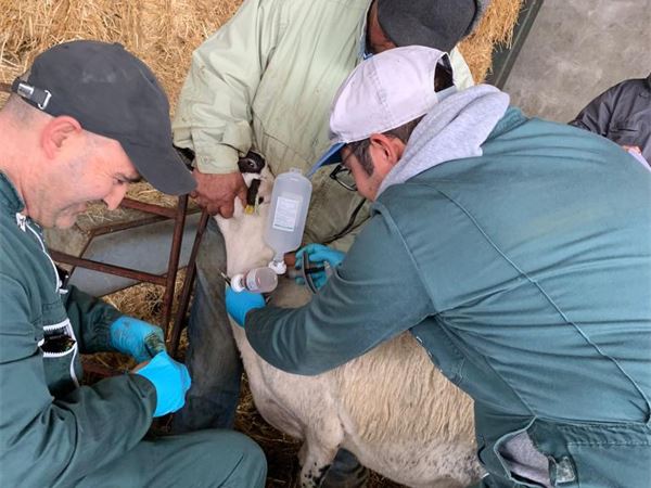 Integrating animal health into pandemic preparedness and prevention planning