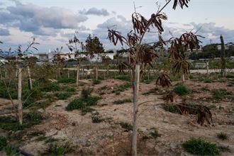 How policy failures fed Greece’s wildfire crisis