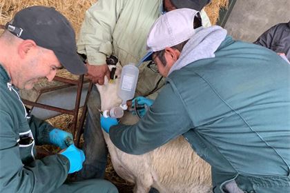 Integrating animal health into pandemic preparedness and prevention planning