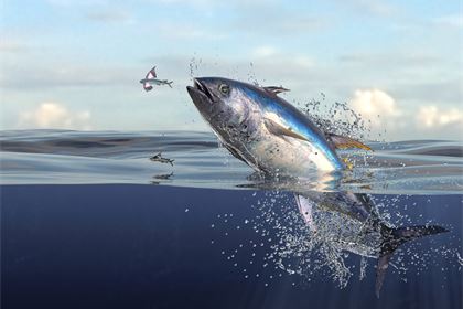 Can Europe trust Thai tuna?