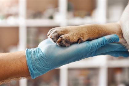 Europe reacts to animal disease outbreaks. It should be preventing them