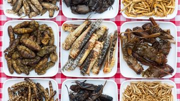 The edible insect revolution has arrived in Europe