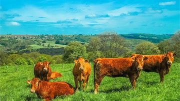 There is no need to put a filter on a cow