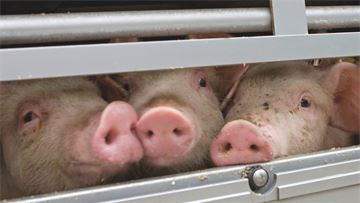 Why the EU needs better rules to protect animals during transport