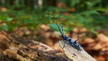 We must maintain existing environmental safeguards and align the Renewable Energy Directive with nature