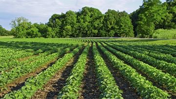 How Brazilian agriculture is offering sustainable solutions