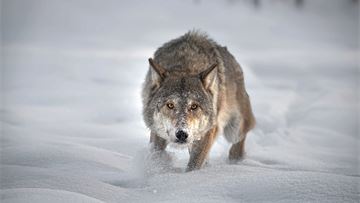 Head to head: No, it is not time to downgrade protection status for Europe’s wolves