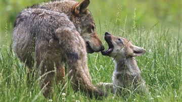 Head to head: Yes, it's time to downgrade protection status for Europe’s wolves