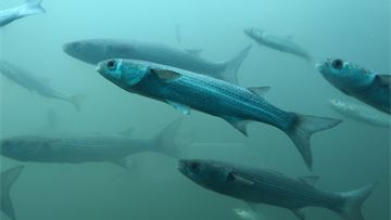 A future for diadromous species and related human communities