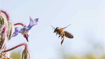 The Nature Restoration Law: a vote on our livelihood