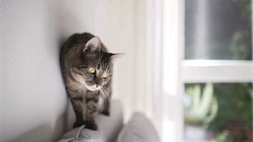 What if our buildings had nine lives?