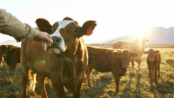 A prosperous and competitive Europe fueled by better animal health