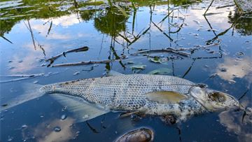 After 2022 toxic algae bloom, locals work to save Poland’s Oder river