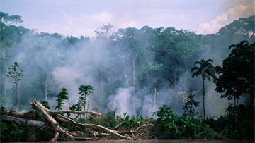 It’s official: EU deforestation law gets put on backburner