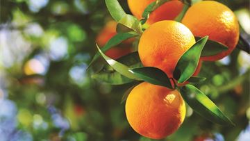 Biologicals: Europe's next green revolution