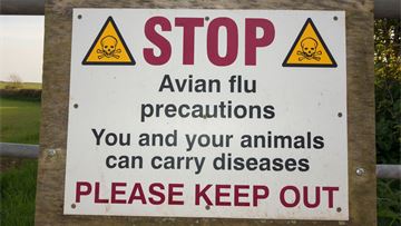 Animal disease outbreaks in Europe signal need for a clear, proactive and timely strategy on animal vaccination