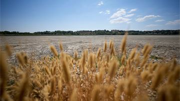 How Italy's agri-business softened the country’s opposition to GMOs