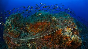 Op-ed: How Mediterranean overfishing can be reversed