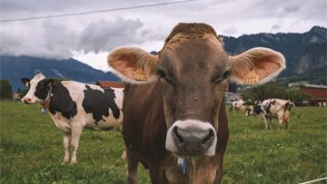 Transboundary animal diseases – where to begin?