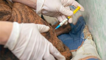 Why Europe needs an animal vaccination strategy