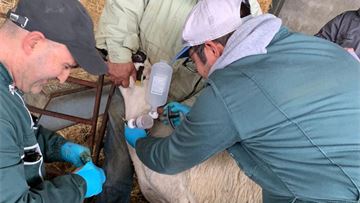 Integrating animal health into pandemic preparedness and prevention planning