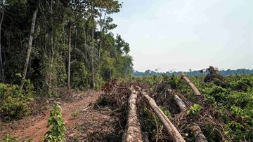 Op-ed: EU Deforestation Regulation must survive flawed technicalities