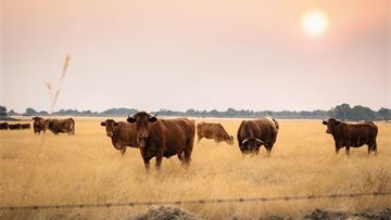 Europe’s farm policy shake-up pits green ambition against budget reality