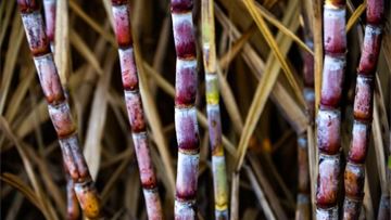 How bioethanol will power the EU-Brazil drive for transport decarbonisation