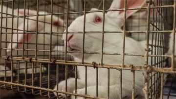 Making farming fit for the future: why cage‑free systems make the EU more resilient