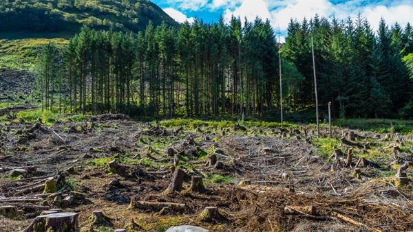 The EU must stand strong in the face of industry pressure to protect the world’s forests