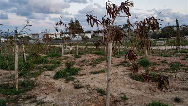 How policy failures fed Greece’s wildfire crisis