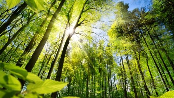 EUDR: Europe must deliver clarity and commitment fast