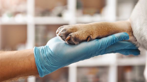 Europe reacts to animal disease outbreaks. It should be preventing them