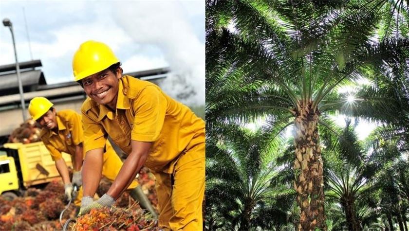 Indonesia palm oil industry defends environmental record