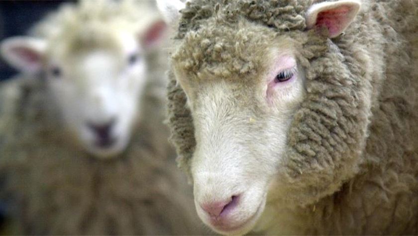Animal cloning for farming and clone imports face full EU ban