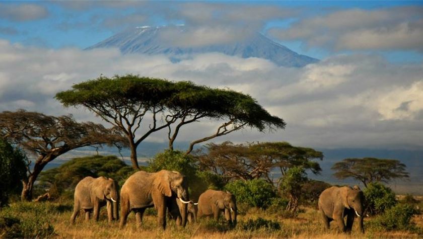 EU urged to shut down ivory market