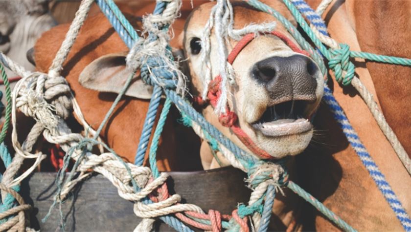 Are EU rules on live animal transportation not working? Are EU rules on live animal transportation not working?