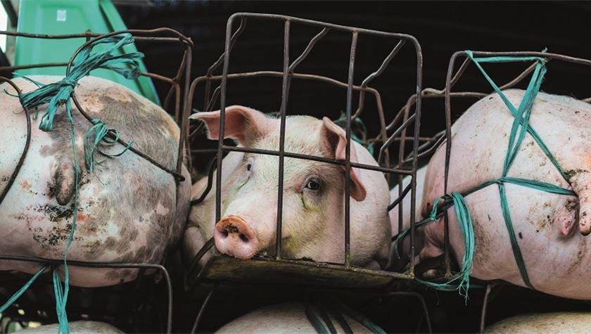 European Parliament calls for the end of all animal cages in Europe by 2027 European Parliament calls for the end of all animal cages in Europe by 2027