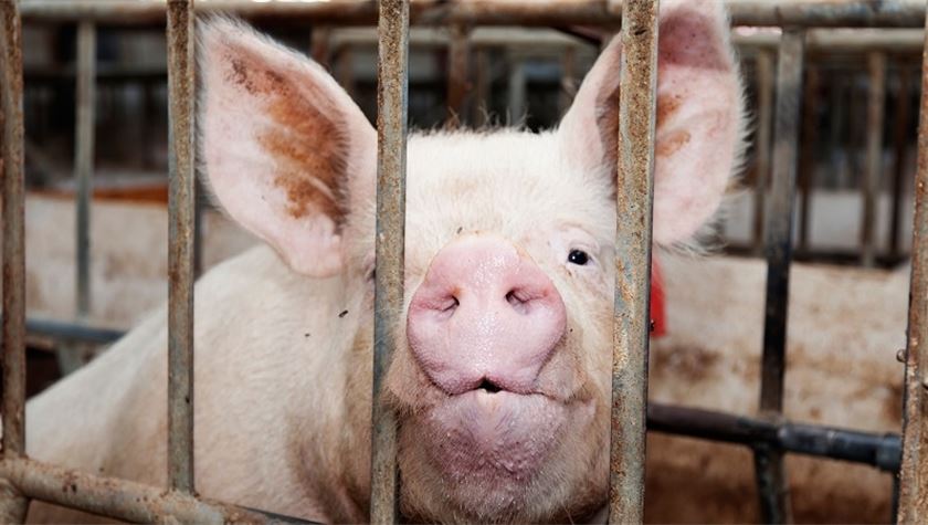 A historic day for animal welfare in Europe” as Commission announces cage phase-out A historic day for animal welfare in Europe” as Commission announces cage phase-out