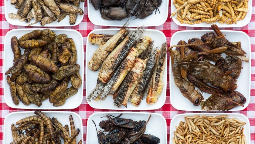 The edible insect revolution has arrived in Europe