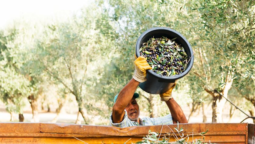 Oil crisis: How olive farmers are adapting to climate change to