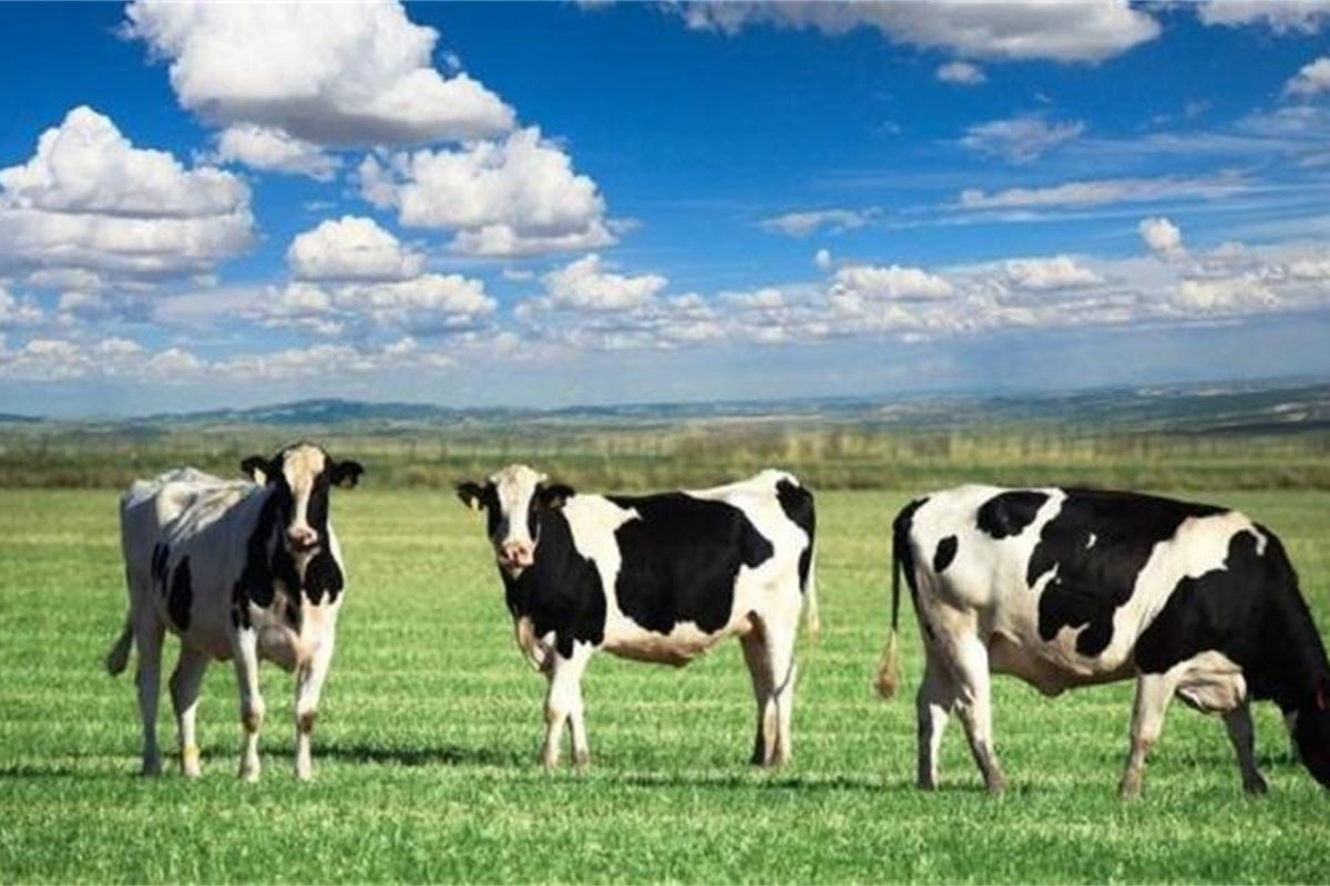 Innovation in animal health and sustainable livestock production in Europe: Two sides of the same coin? Innovation in animal health and sustainable livestock production in Europe: Two sides of the same coin?