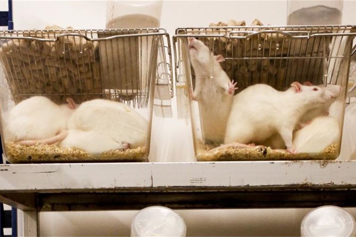 Animal testing is outdated and 'fundamentally flawed'