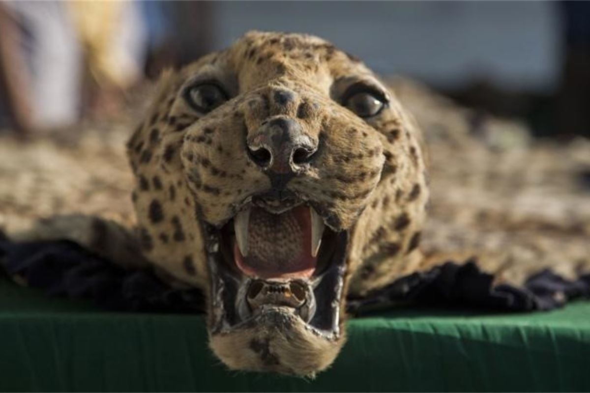 Illegal animal trafficking action plan demanded Illegal animal trafficking action plan demanded
