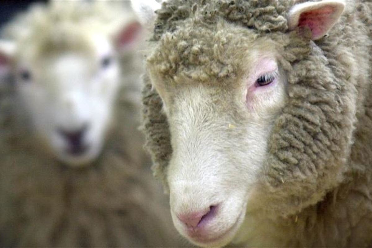 Animal cloning for farming and clone imports face full EU ban