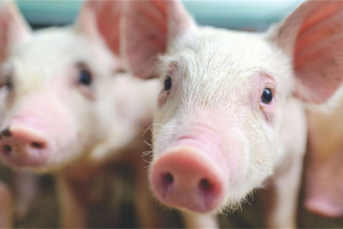 Veganism: A compassion project