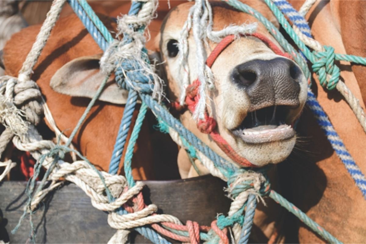 EU struggles to hold Member States to account over animal transport breaches