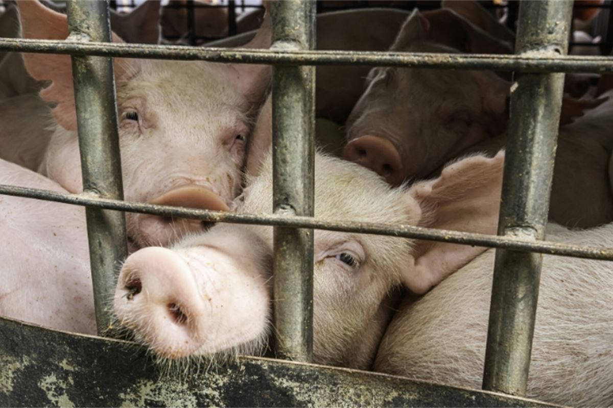 Campaigners to step up efforts to ban use of cages for farmed animals Campaigners to step up efforts to ban use of cages for farmed animals
